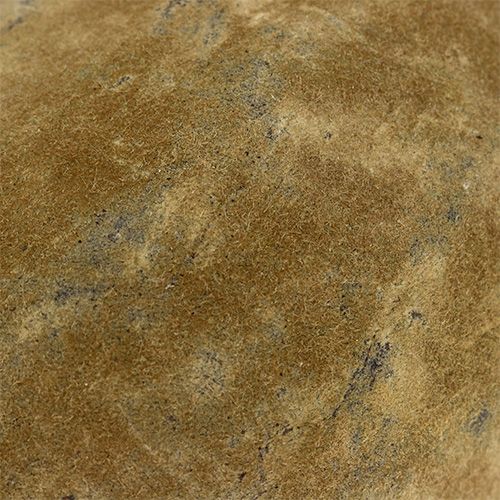 Floristik24 Fruta baobab natural 15cm - 20cm
