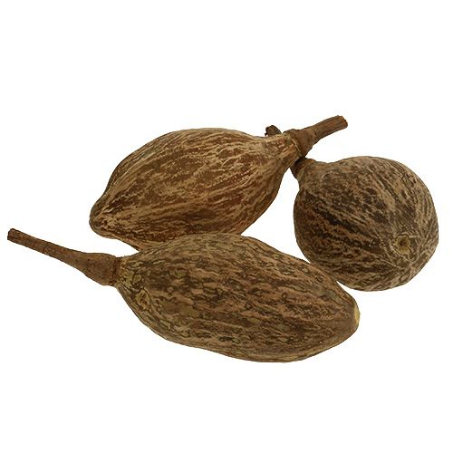 Floristik24 Fruta baobab pelada 15cm - 20cm natural 5uds