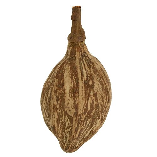 Floristik24 Fruta baobab pelada 15cm - 20cm natural 5uds
