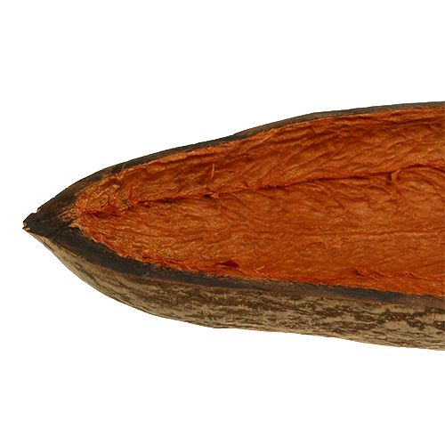 Floristik24 Baobab concha natural 30cm - 38cm pelada