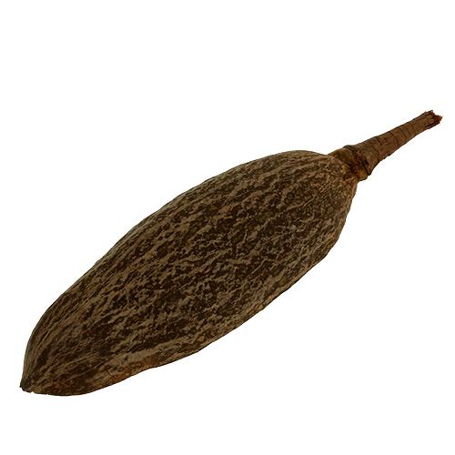 Floristik24 Baobab concha natural 30cm - 38cm pelada