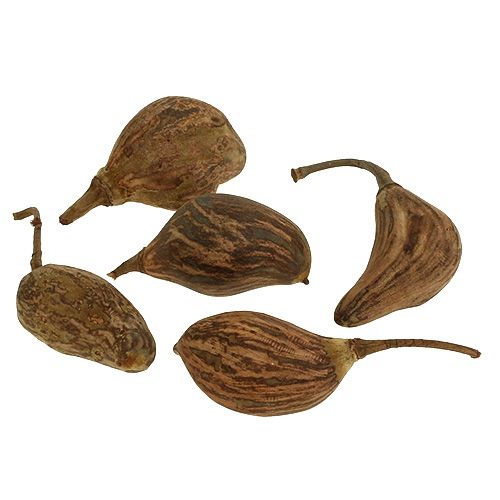 Floristik24 Baobab mini pelado natural 8cm - 12cm 250g