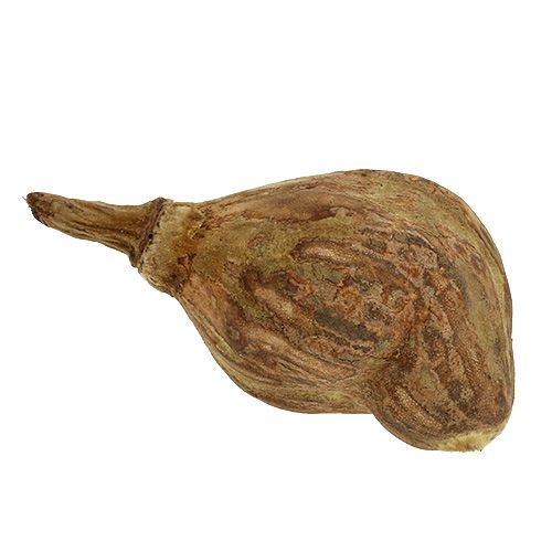 Floristik24 Baobab mini pelado natural 8cm - 12cm 250g