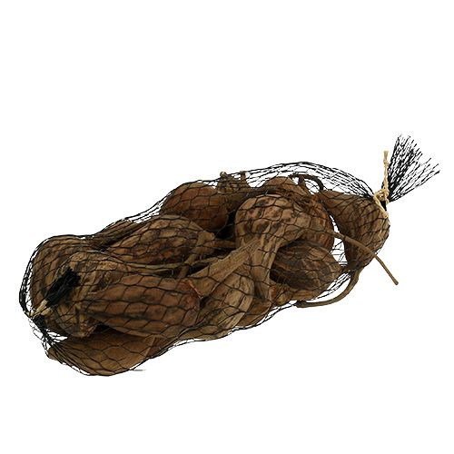 Floristik24 Baobab mini pelado natural 8cm - 12cm 250g
