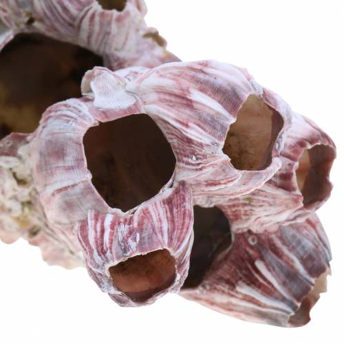 Floristik24 Concha decorativa percebes natural 12-16cm 3uds