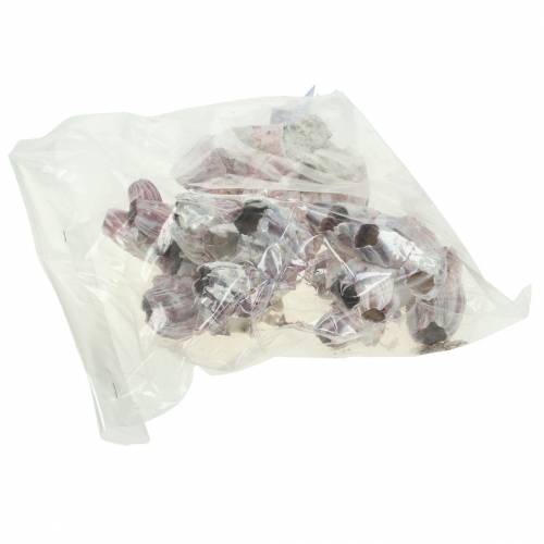 Floristik24 Concha decorativa percebes natural 12-16cm 3uds