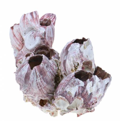 Floristik24 Concha decorativa percebes natural 12-16cm 3uds