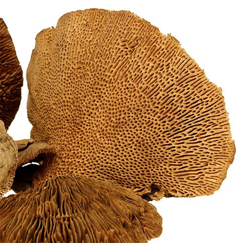 Floristik24 Esponja arbol naturaleza 2kg