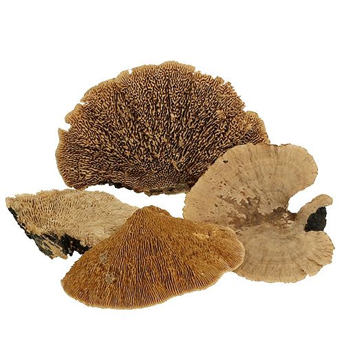 Floristik24 Árbol esponja naturaleza 500g