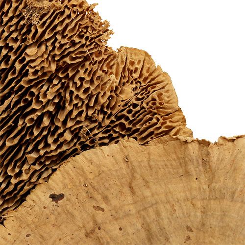 Floristik24 Árbol esponja naturaleza 500g
