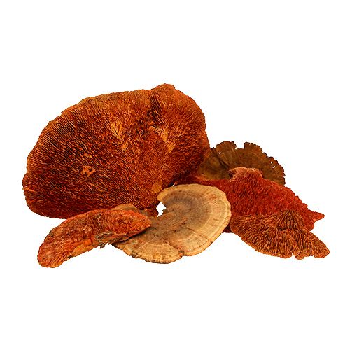 Floristik24 Esponja de árbol naranja 1kg