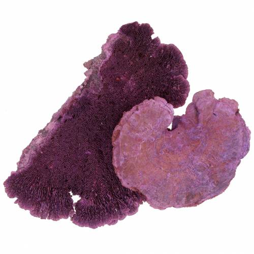Artículo Esponja de árbol violeta blanqueada 1kg