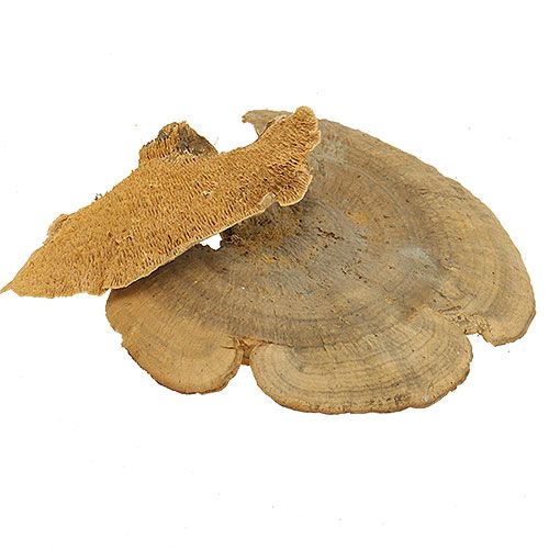 Floristik24 Esponja de árbol natural setas decorativas secas 6cm 1kg