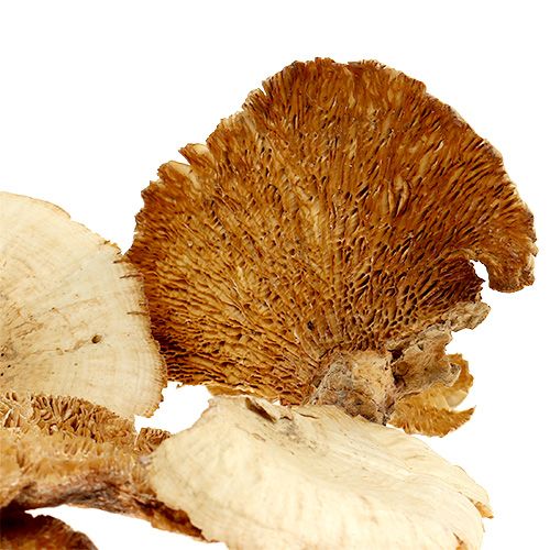 Artículo Esponja de árbol blanqueada 1kg
