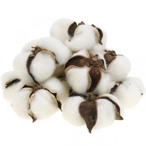 Artículo Decoración de flores de algodón decoración natural de algodón seco Ø6cm 12 piezas