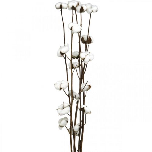 Floristik24 Rama de algodón, rama decorativa de algodón, algodón auténtico L80cm 5 piezas