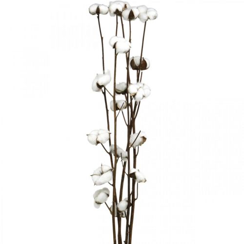 Floristik24 Rama de algodón, rama decorativa de algodón, algodón auténtico L80cm 5ud