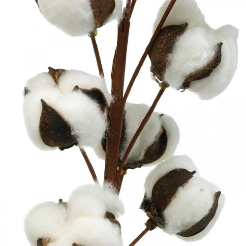 Artículo Rama de algodón decoración natural 10 cabezas en alambre decoración algodón 68cm