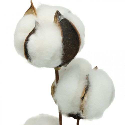 Rama de algodón decorativa Rama decorativa de algodón real 5 cabezas 50cm