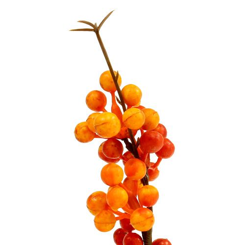 Floristik24 Rama de baya naranja L 30cm 12pcs