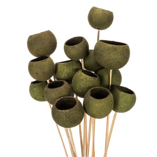 Copa de campana sobre tallo, flores exóticas secas verdes, 5 cm, 15 piezas comprar | Floristik24.es