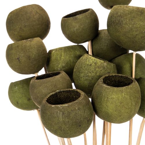 Copa de campana sobre tallo, flores exóticas secas verdes, 5 cm, 15 piezas | Floristik24.es