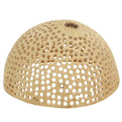 Floristik24 Campana de frutos secos, decoración de luto natural, 8,5-11 cm, 10 unidades