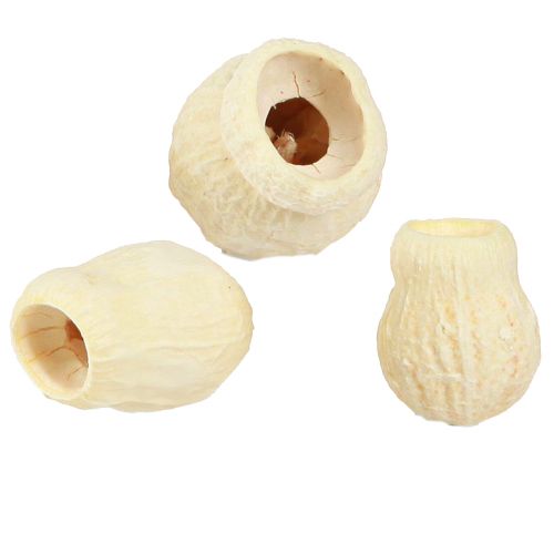 Floristik24 Campanilla seca de goma de mascar blanqueada 2,5-3,5cm 500g