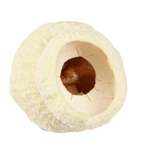 Artículo Campanilla seca de goma de mascar blanqueada 2,5-3,5cm 500g