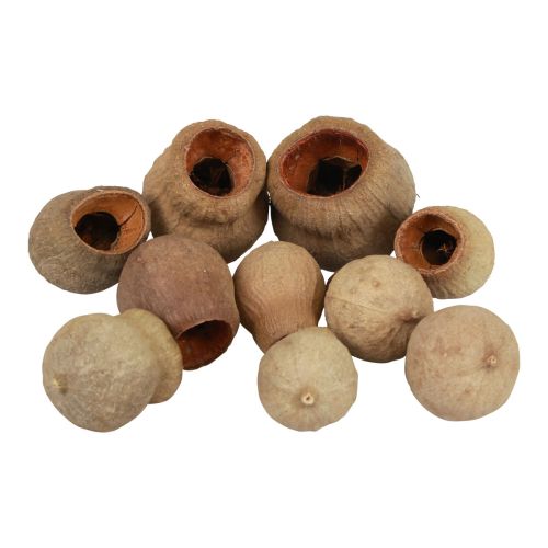 Floristik24 Bellgum bell fruit cápsula fruta decoración natural marrón 500g