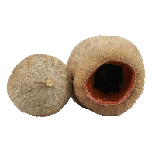 Floristik24 Bellgum bell fruit cápsula fruta decoración natural marrón 500g