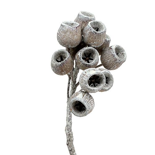 Artículo Rama de bellgum con 5-7 frutos blanqueados 20uds