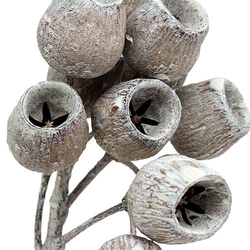 Artículo Rama de bellgum con 5-7 frutos blanqueados 20uds