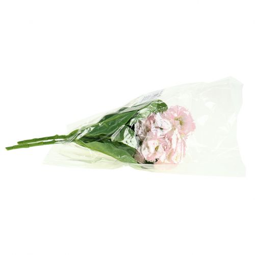 Floristik24 Bellisbund rosa claro 24cm 2pcs