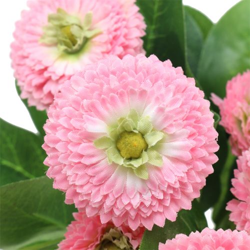 Floristik24 Bellisbund Rosa 24cm 2pcs