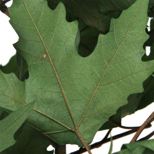 Artículo Ramas de sicómoro hojas decorativas hojas de arce verde 50-60cm 100g