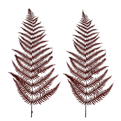 Artículo Helecho decorativo de montaña hojas secas rojo vino 50cm 20uds