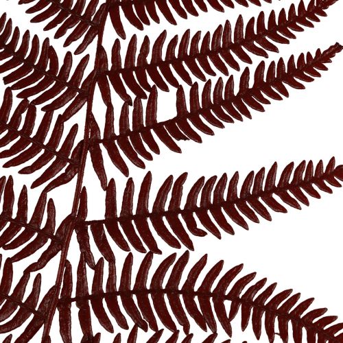 Artículo Helecho decorativo de montaña hojas secas rojo vino 50cm 20uds