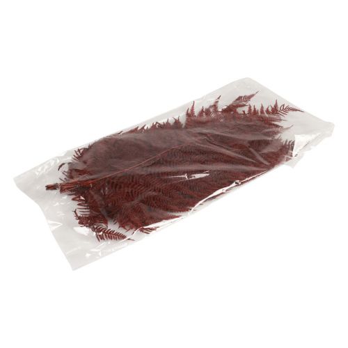 Artículo Helecho decorativo de montaña hojas secas rojo vino 50cm 20uds