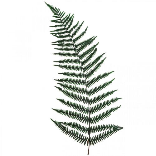 Floristik24 Helecho de montaña helecho decorativo hojas de helecho preservadas verde 45cm 20ud