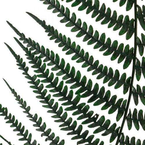 Artículo Helecho de montaña helecho decorativo hojas de helecho preservadas verde 45cm 20 piezas