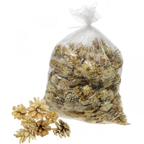 Floristik24 Piñas de pino de montaña pequeñas crema 1kg
