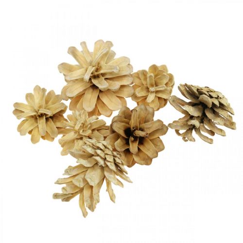 Piñas de pino de montaña pequeñas crema 1kg