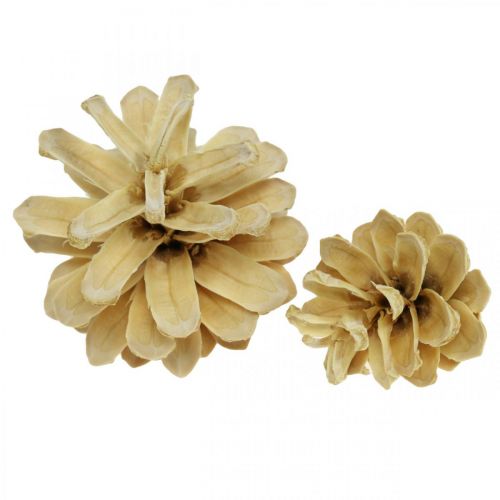 Floristik24 Piñas de pino de montaña pequeñas crema 1kg