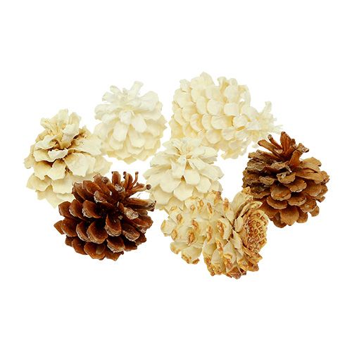 Floristik24 Piñas de pino de montaña pequeñas blanqueadas 3,5-5cm 1kg