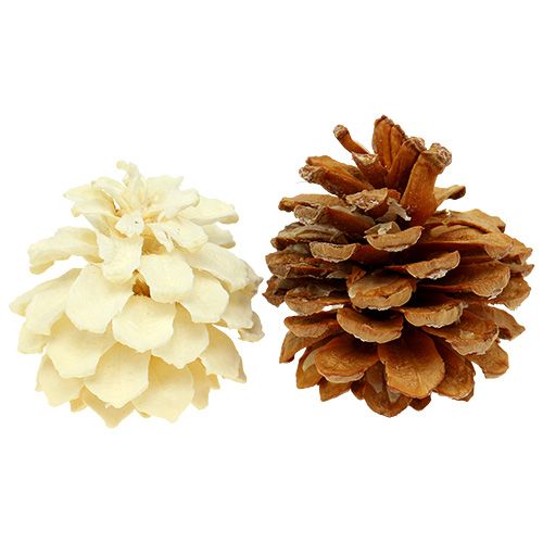 Floristik24 Piñas de pino de montaña pequeñas blanqueadas 3,5-5cm 1kg