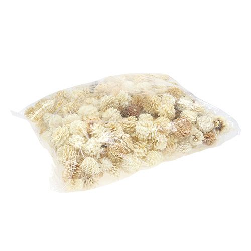 Floristik24 Piñas de pino de montaña pequeñas blanqueadas 3,5-5cm 1kg