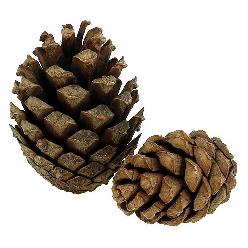 Floristik24 Piñas de pino de montaña Piñas 2kg