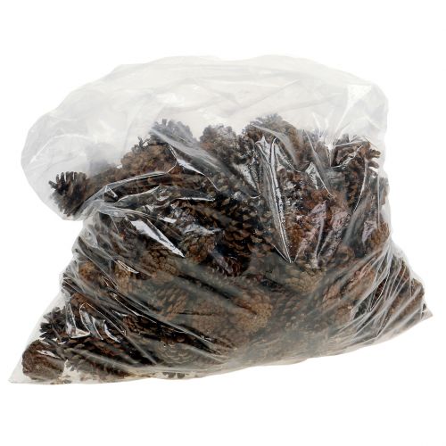 Artículo Piñas de pino de montaña pequeñas naturales 1kg