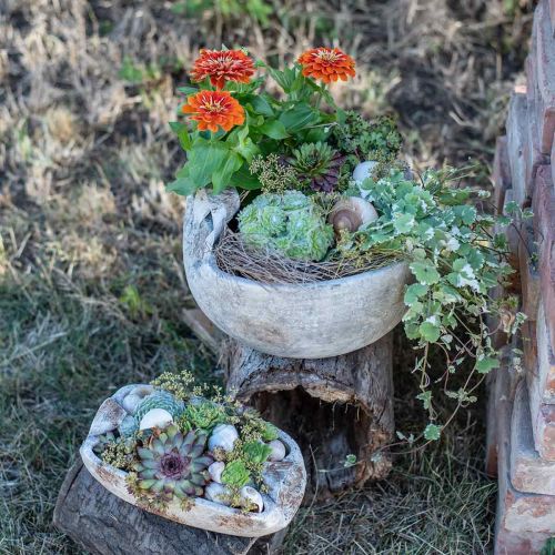 Floristik24 Cuenco de hormigón blanco gris marrón con asas antiguas L28cm